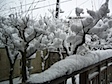 snow_2009_2.jpg