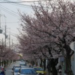 kg_sakura