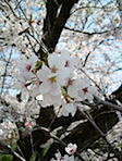 sakura1.jpg