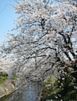 sakura2.jpg