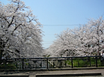 sakura3.jpg