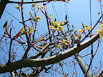 sprout_2.jpg