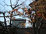 sprout_3.jpg