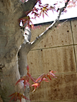 sprout_4.jpg