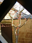 sprout_thru_window.jpg