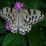 butterfly1