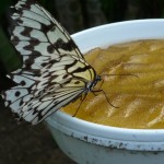 butterfly2