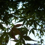 20091027