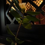 20091120