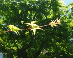 20100607_2