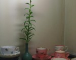 ヤマユリ