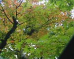 kouyou