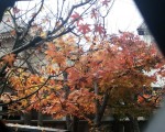 leaves