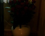 many roses