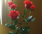 roses