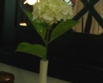 ajisai white