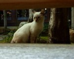nya2