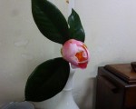 peach
