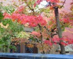 momiji