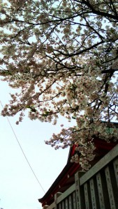 cherry