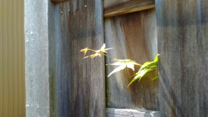 leaf