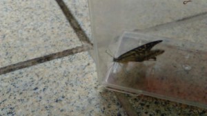 butterfly
