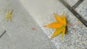 leaves